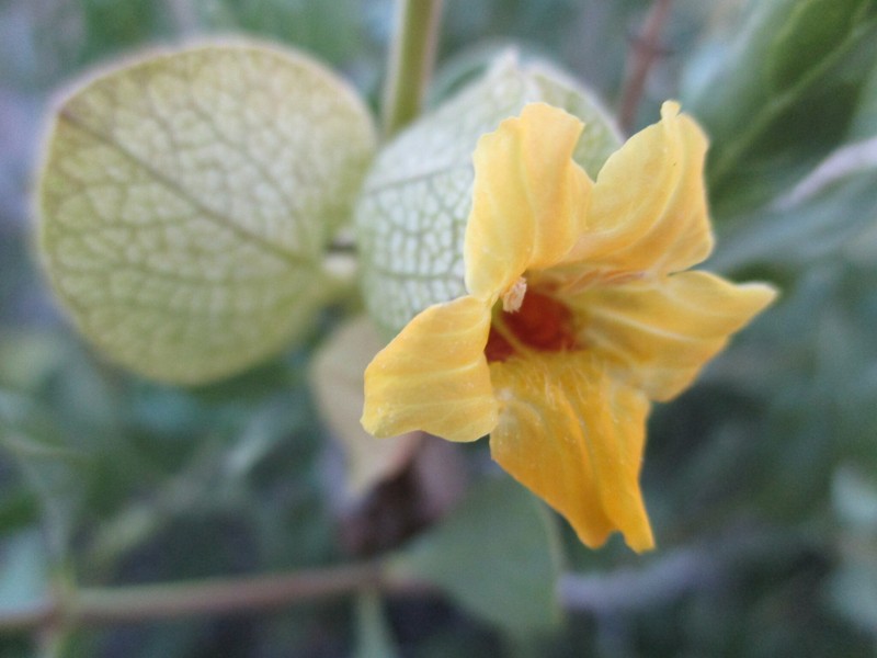 Petalidium giessii photo 5