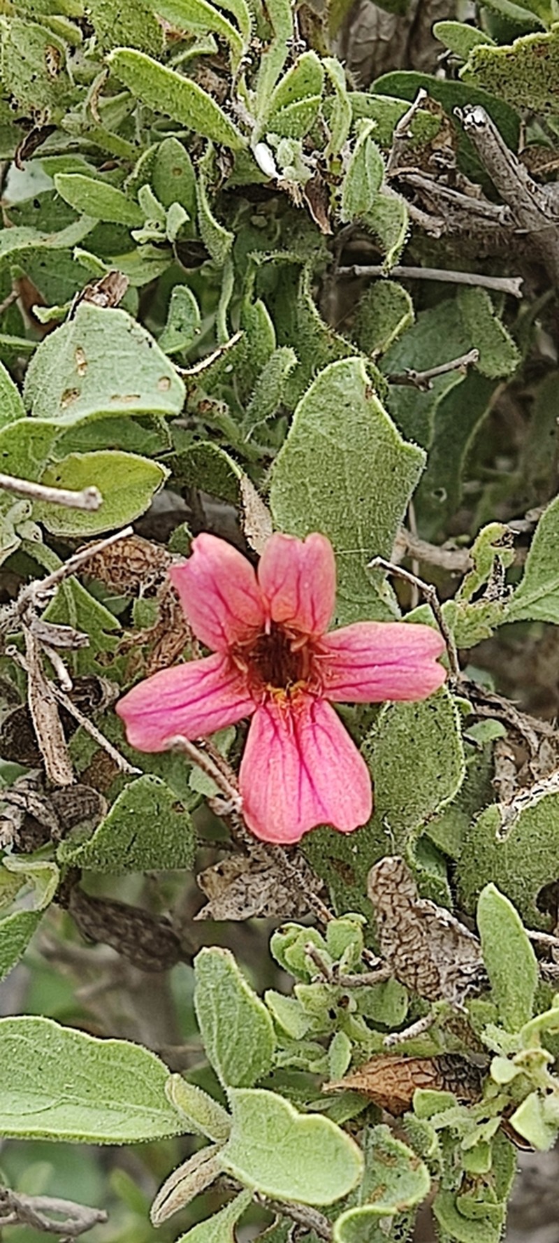 Petalidium glandulosum