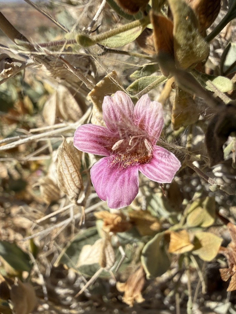 Petalidium glandulosum photo 2