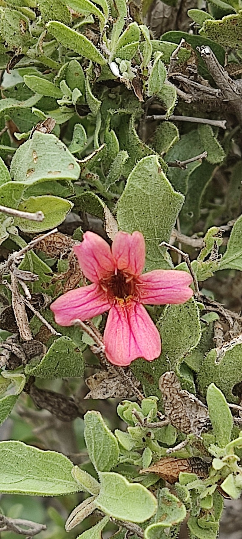 Petalidium glandulosum photo 3