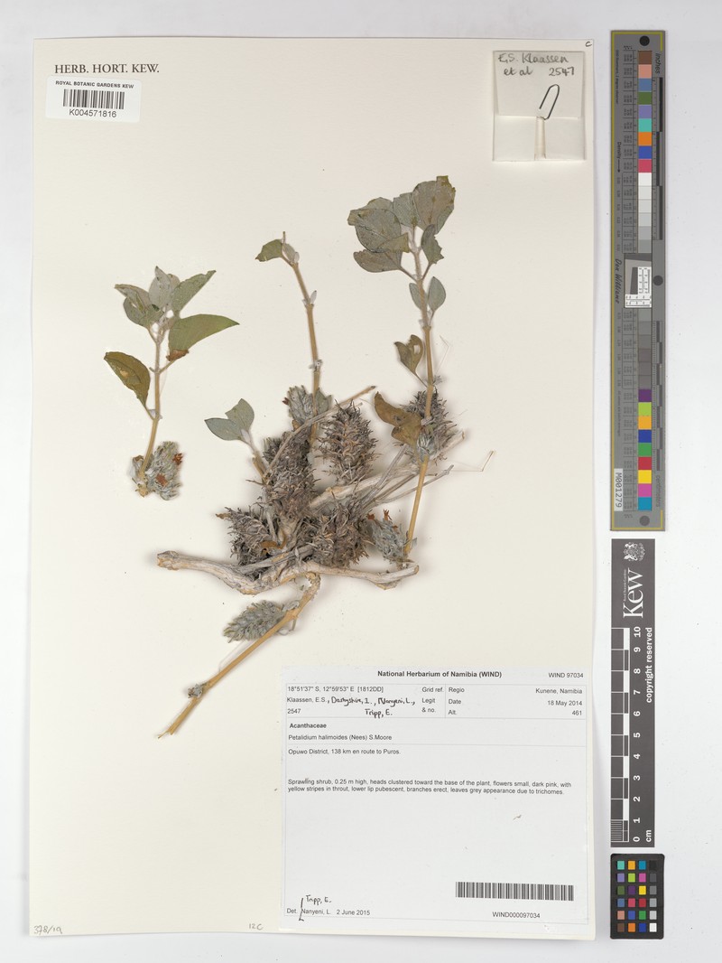 Petalidium halimoides photo 4