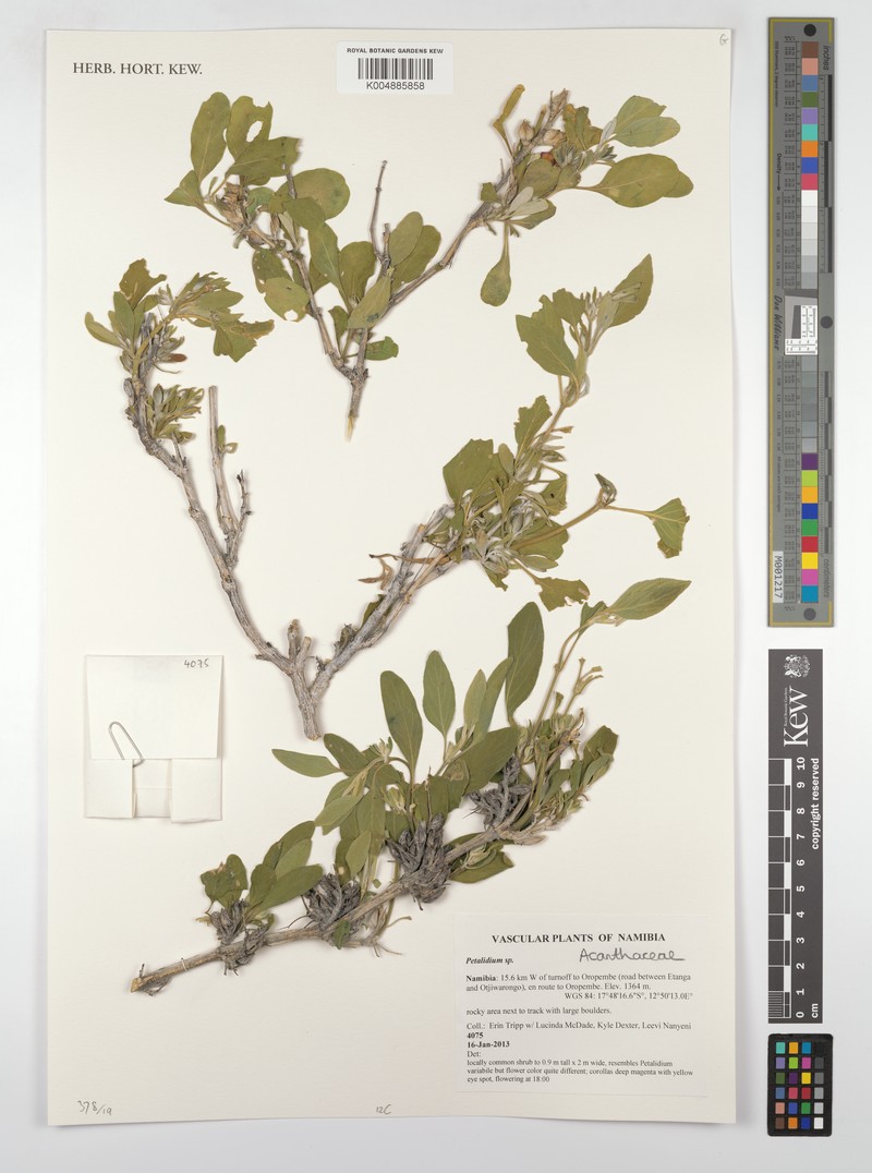 Petalidium kaokoense