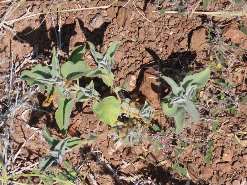 Petalidium lanatum