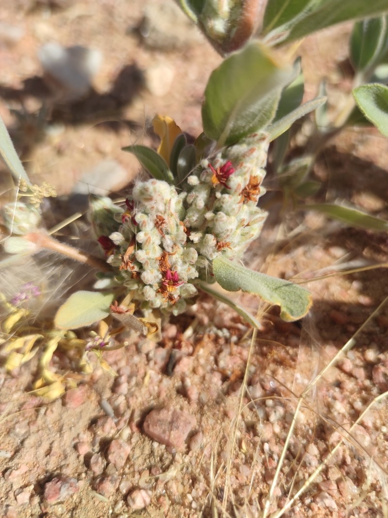 Petalidium lanatum photo 2