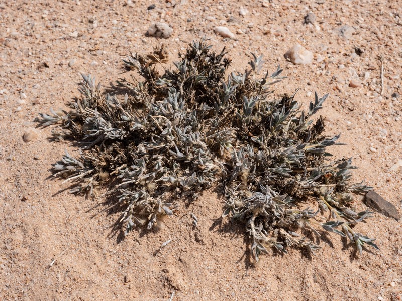 Petalidium lanatum photo 3