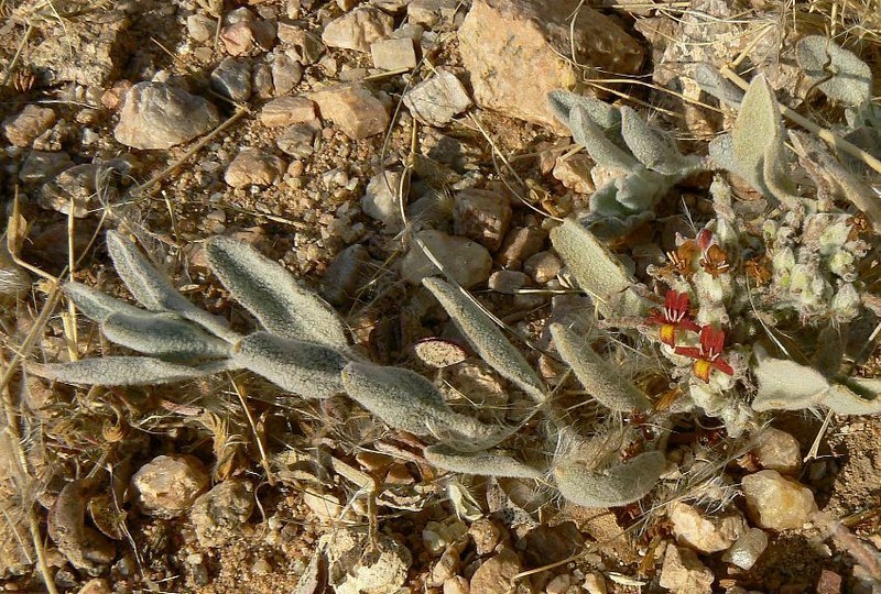 Petalidium lanatum photo 4