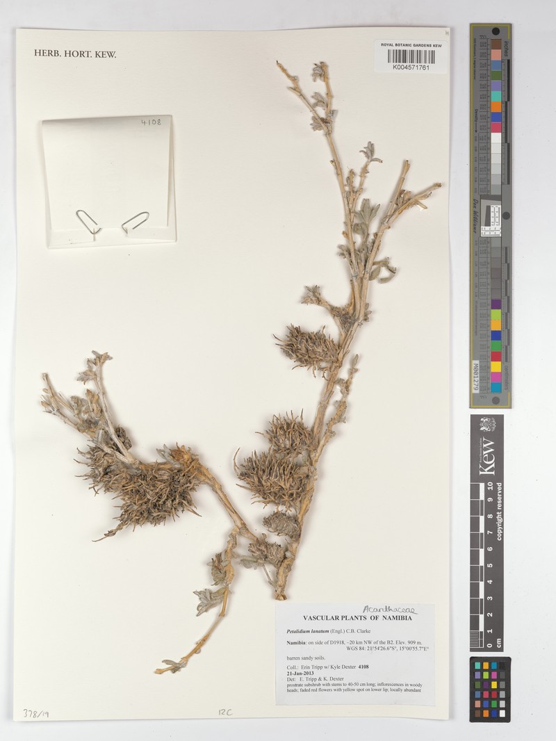 Petalidium lanatum photo 7