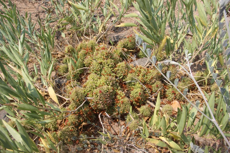 Petalidium lepidagathis photo 2