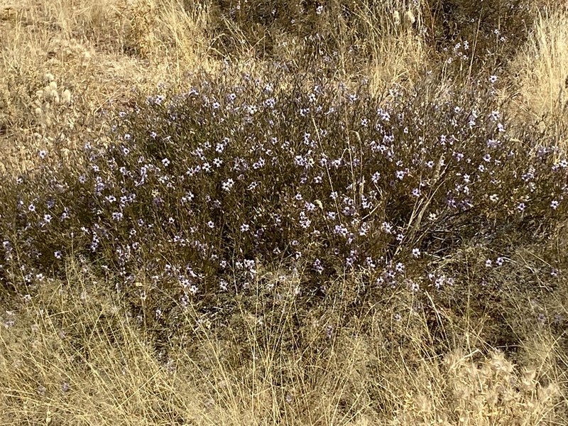 Petalidium linifolium