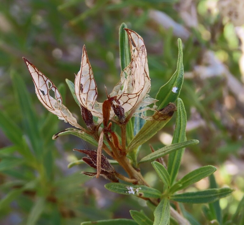 Petalidium linifolium photo 2