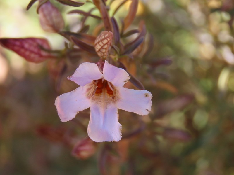 Petalidium linifolium photo 3
