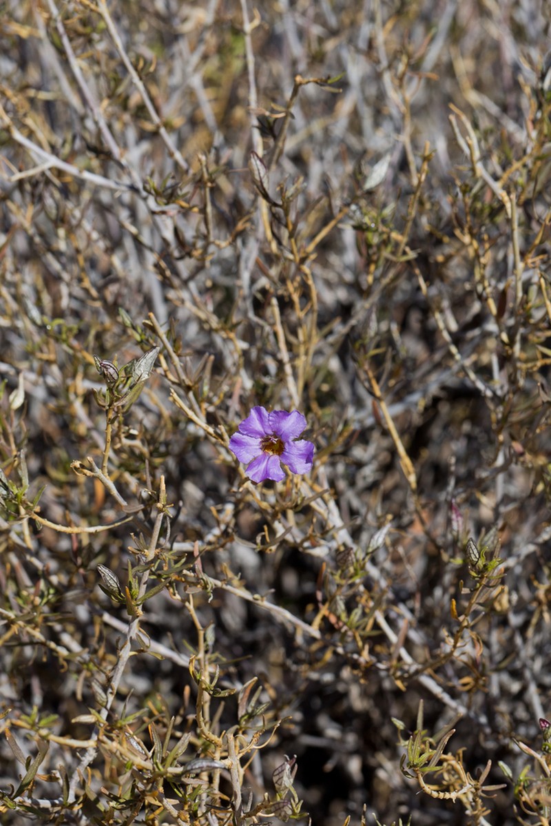 Petalidium linifolium photo 4
