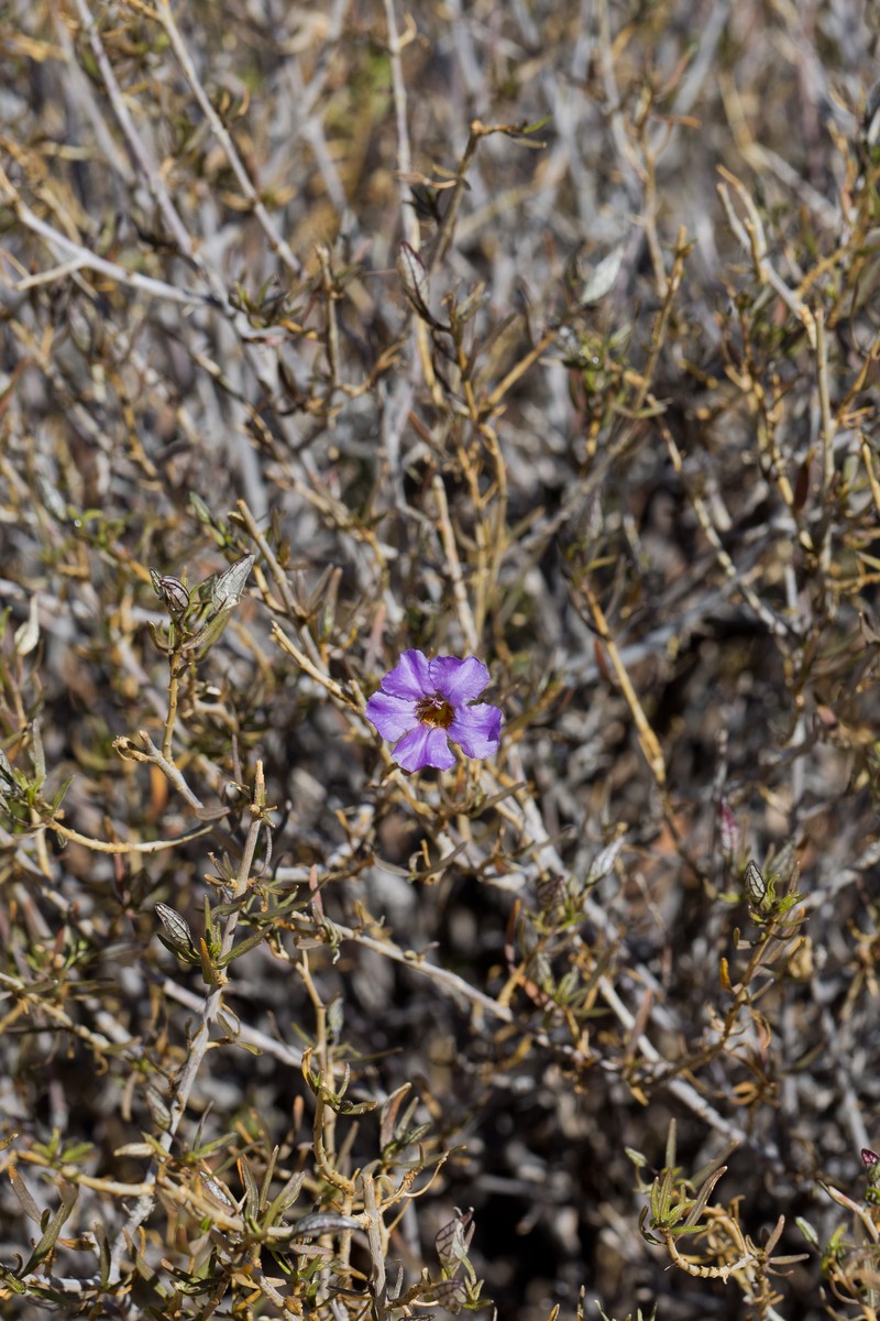 Petalidium linifolium photo 7