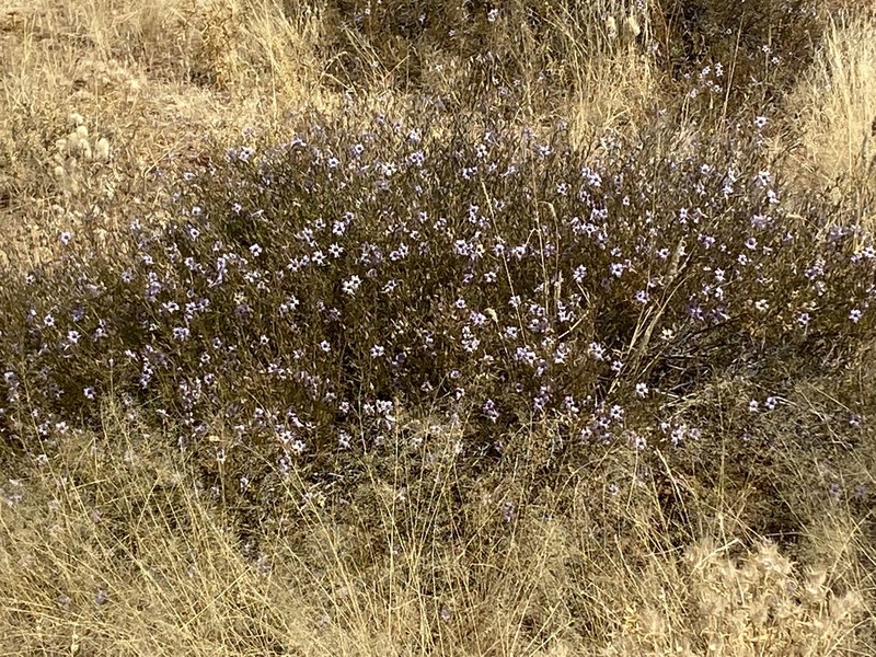 Petalidium linifolium photo 8