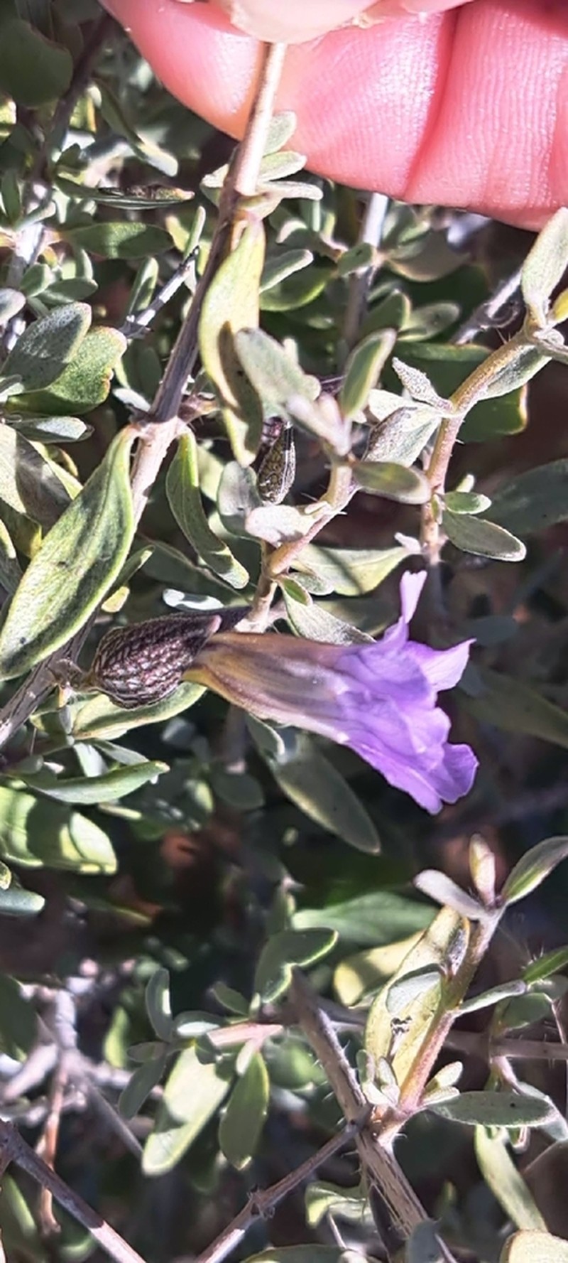 Petalidium lucens