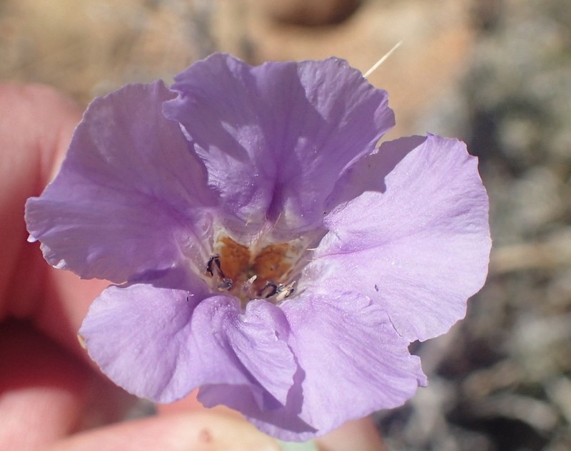 Petalidium lucens photo 2