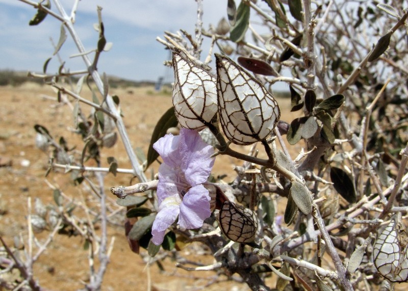 Petalidium lucens photo 3