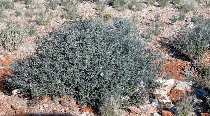 Petalidium lucens photo 5