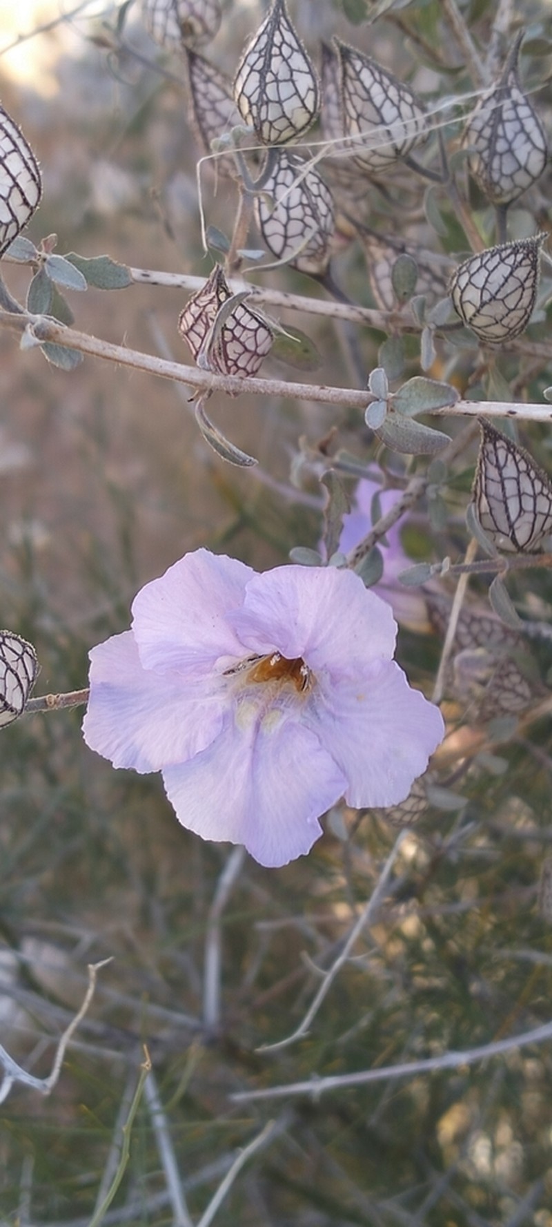 Petalidium lucens photo 6