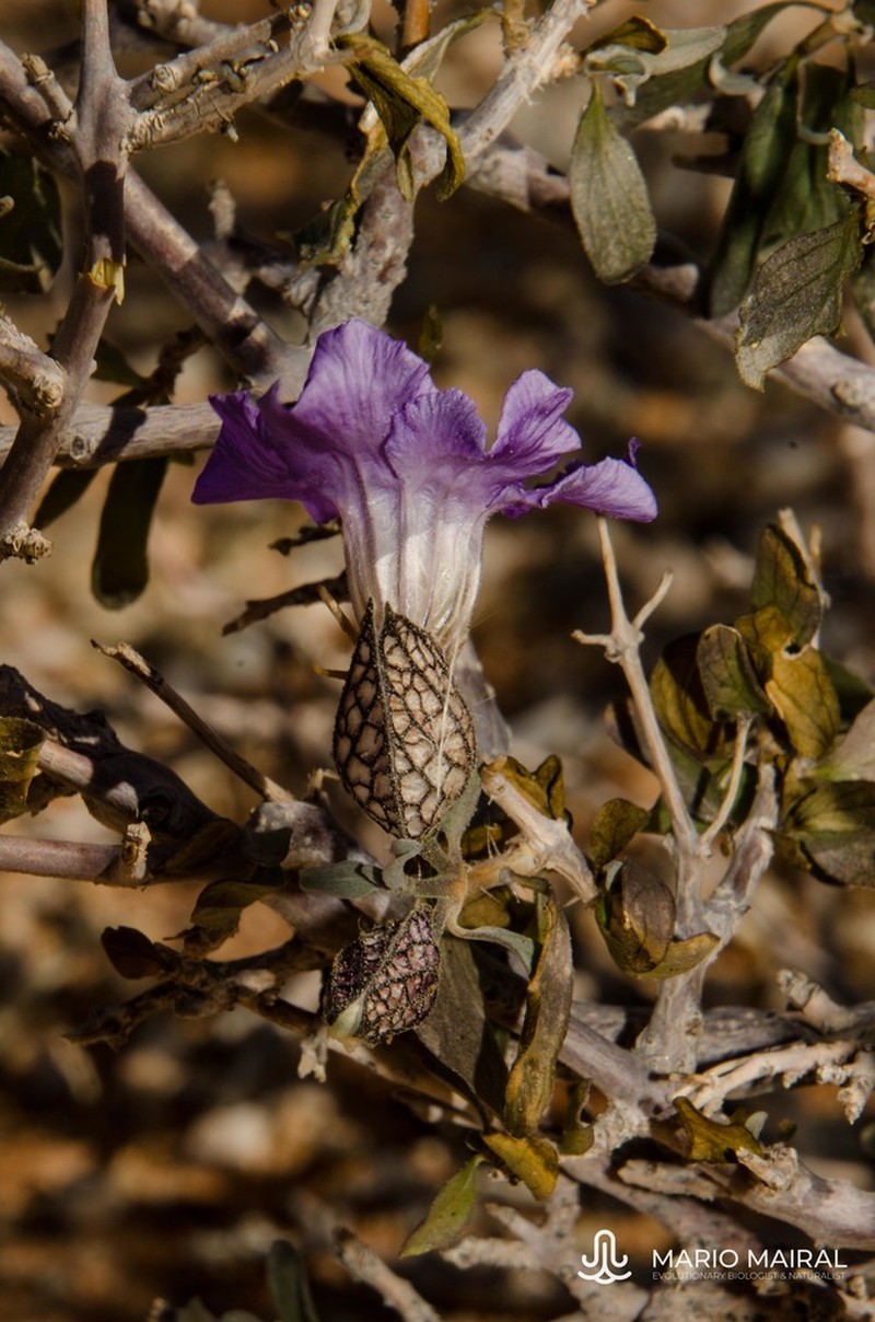 Petalidium lucens photo 7