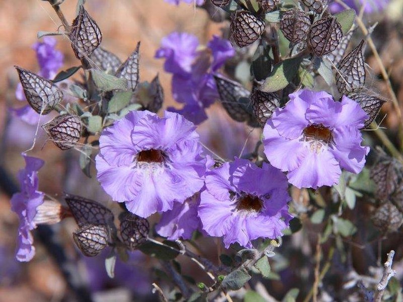 Petalidium lucens photo 8