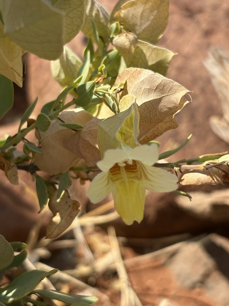 Petalidium luteoalbum photo 3