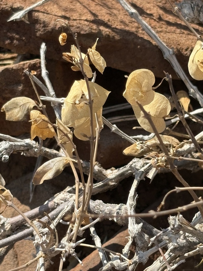 Petalidium luteoalbum photo 6