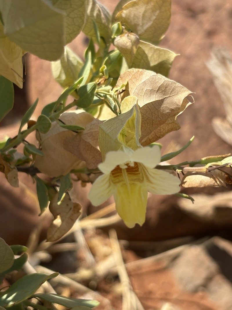 Petalidium luteoalbum photo 7