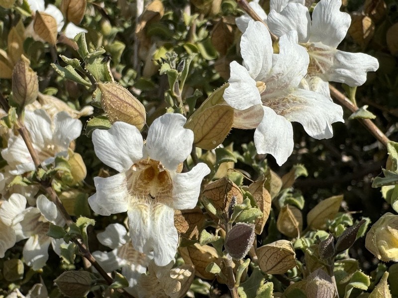 Petalidium mannheimerae