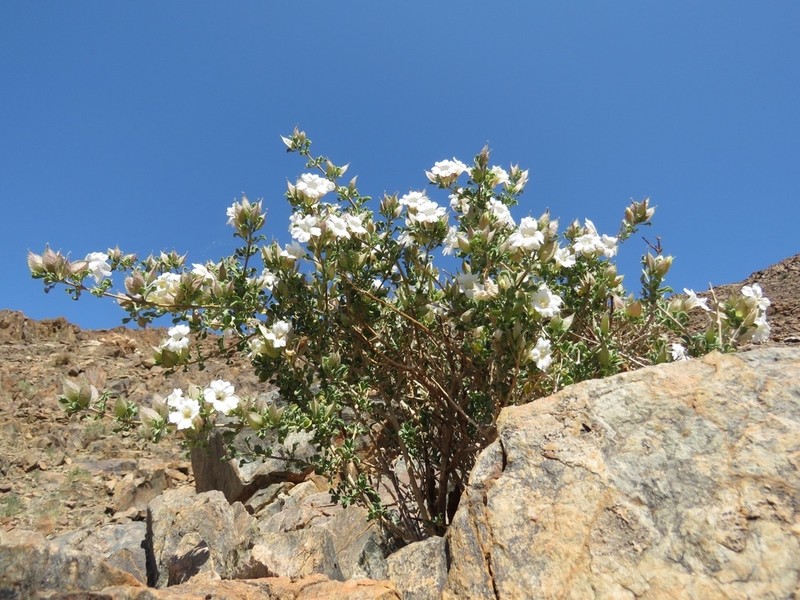 Petalidium mannheimerae photo 2