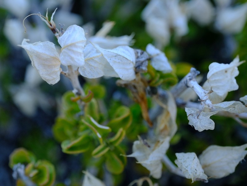 Petalidium mannheimerae photo 3