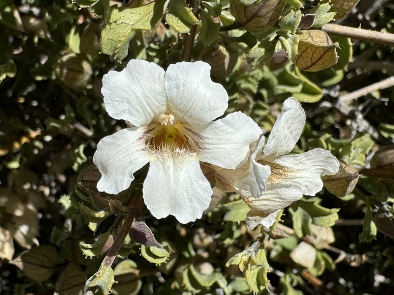 Petalidium mannheimerae photo 4