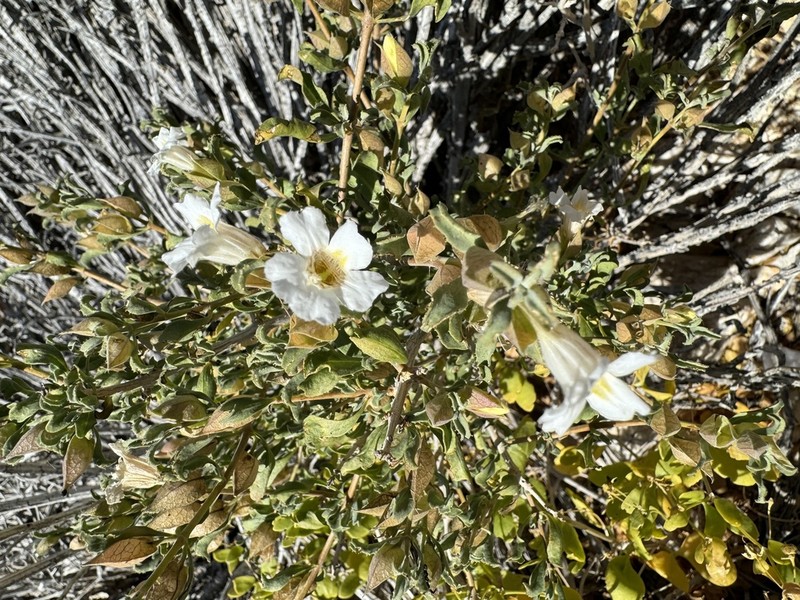 Petalidium mannheimerae photo 5