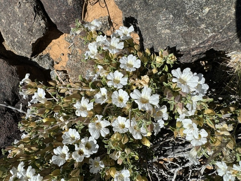 Petalidium mannheimerae photo 6