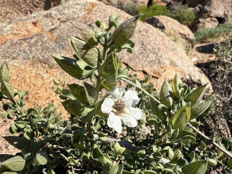 Petalidium mannheimerae photo 7