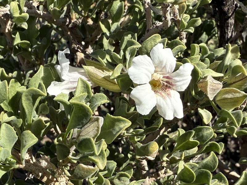 Petalidium mannheimerae photo 8