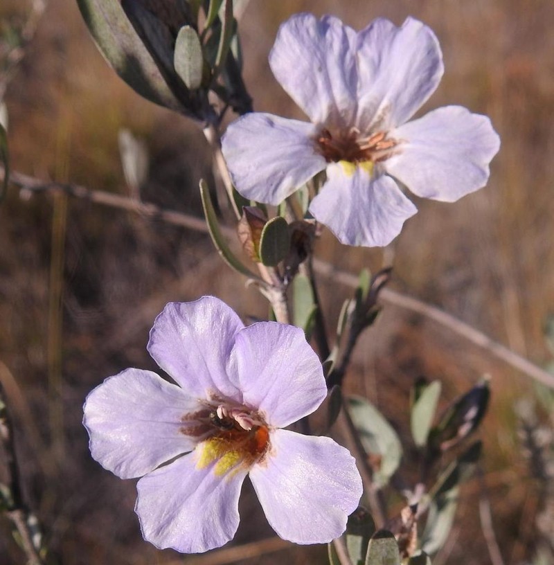 Petalidium oblongifolium
