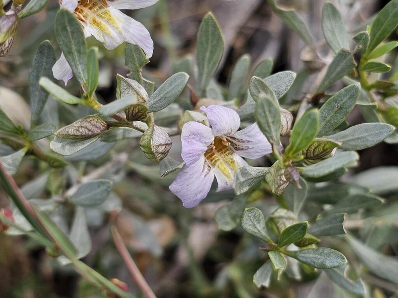 Petalidium oblongifolium photo 2