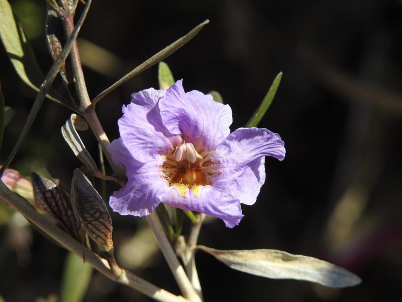 Petalidium oblongifolium photo 3