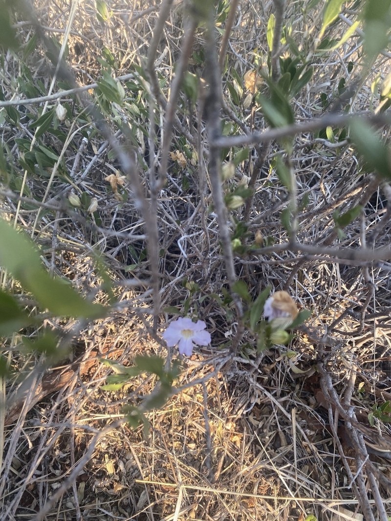 Petalidium oblongifolium photo 4