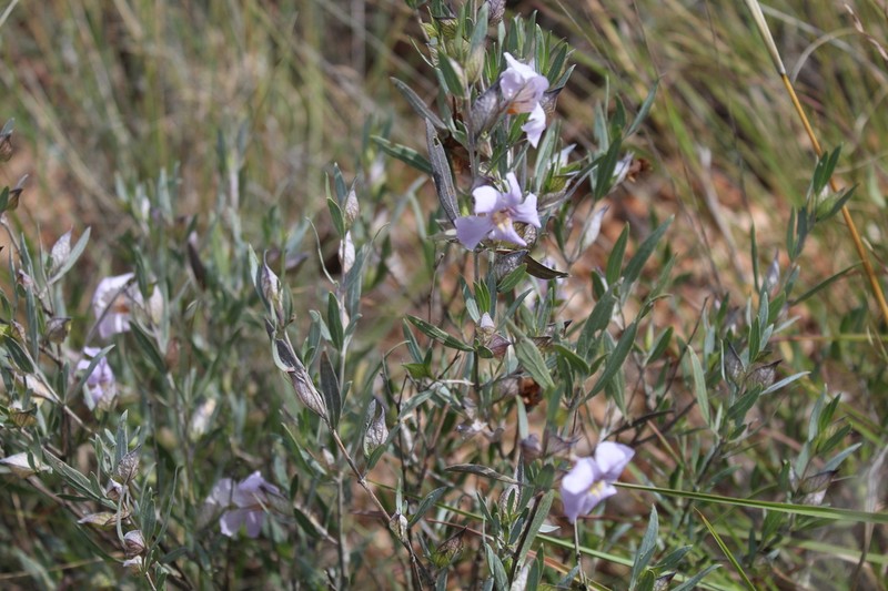 Petalidium oblongifolium photo 5