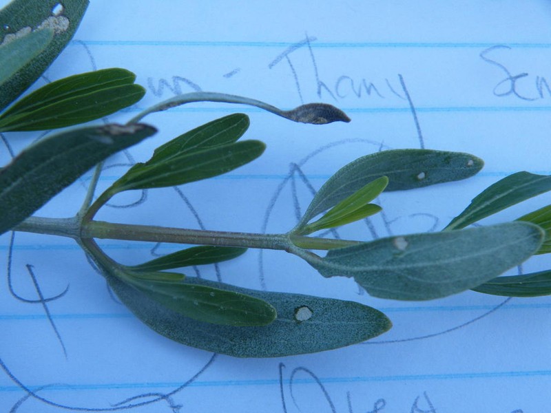 Petalidium oblongifolium photo 6