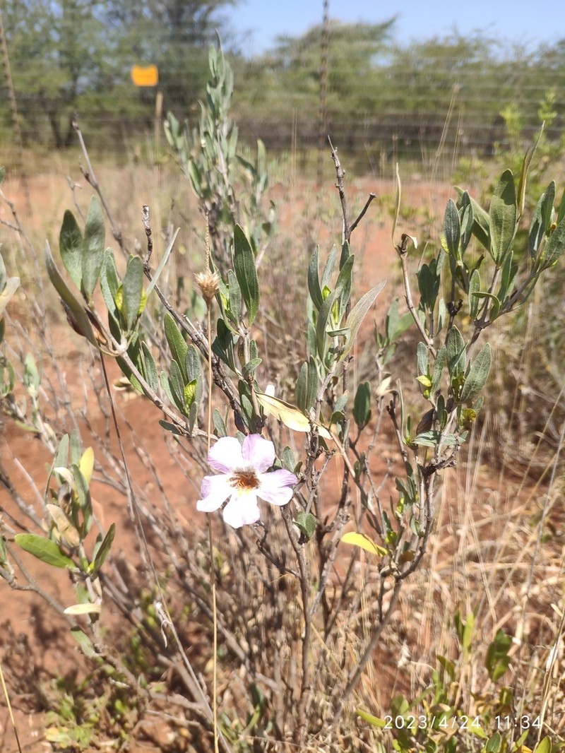 Petalidium oblongifolium photo 7
