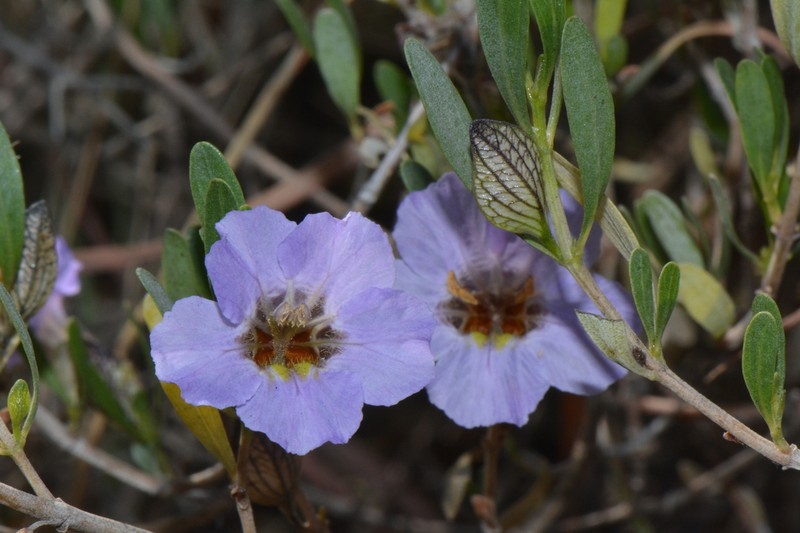 Petalidium oblongifolium photo 8