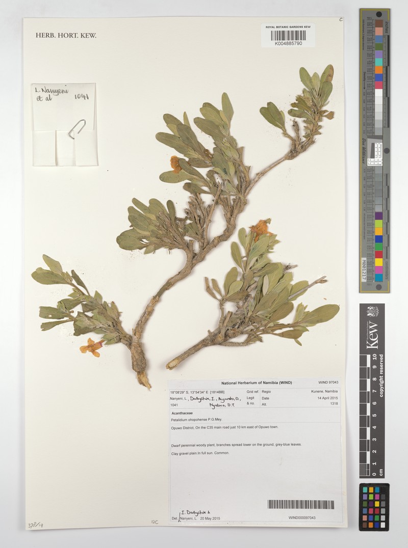 Petalidium ohopohense