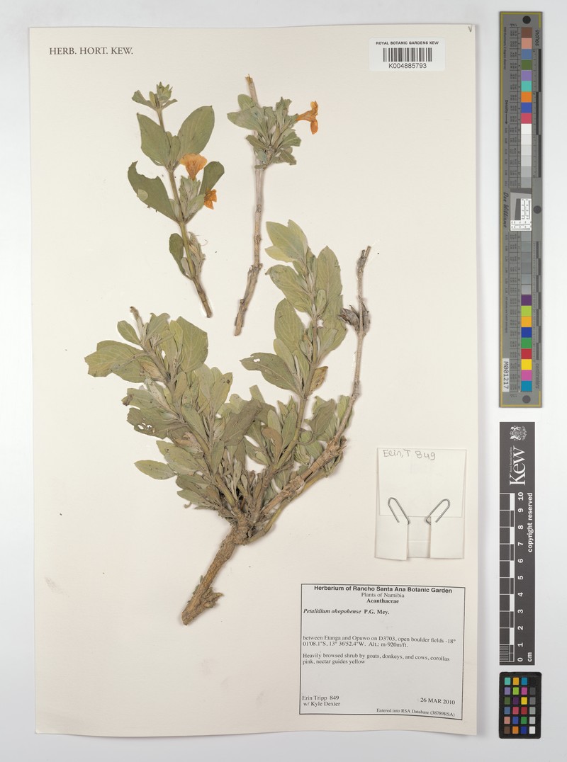 Petalidium ohopohense photo 2