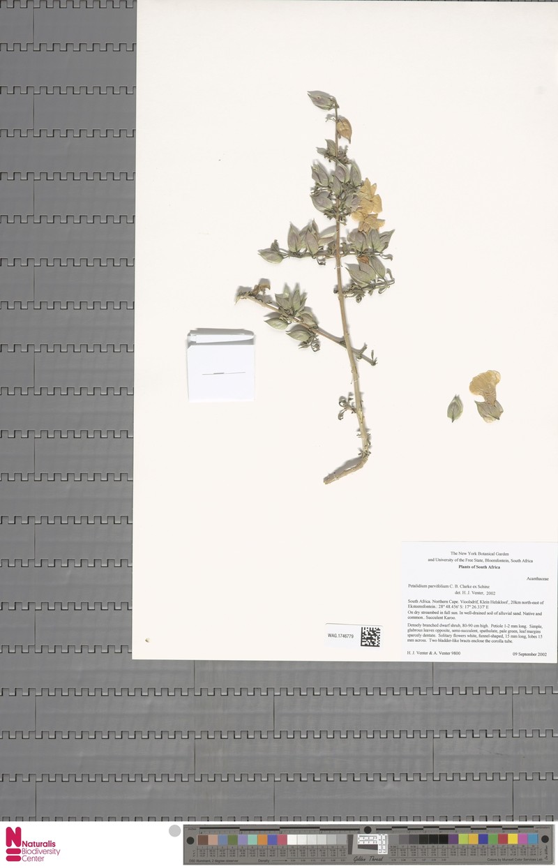 Petalidium parvifolium