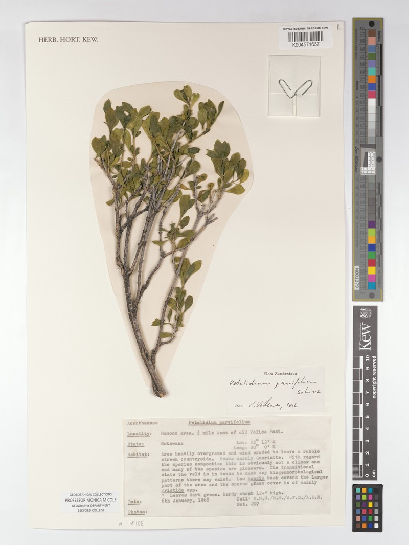 Petalidium parvifolium photo 2