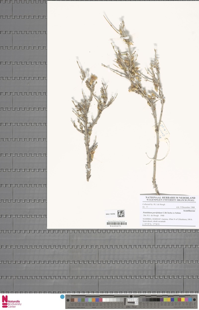 Petalidium parvifolium photo 3