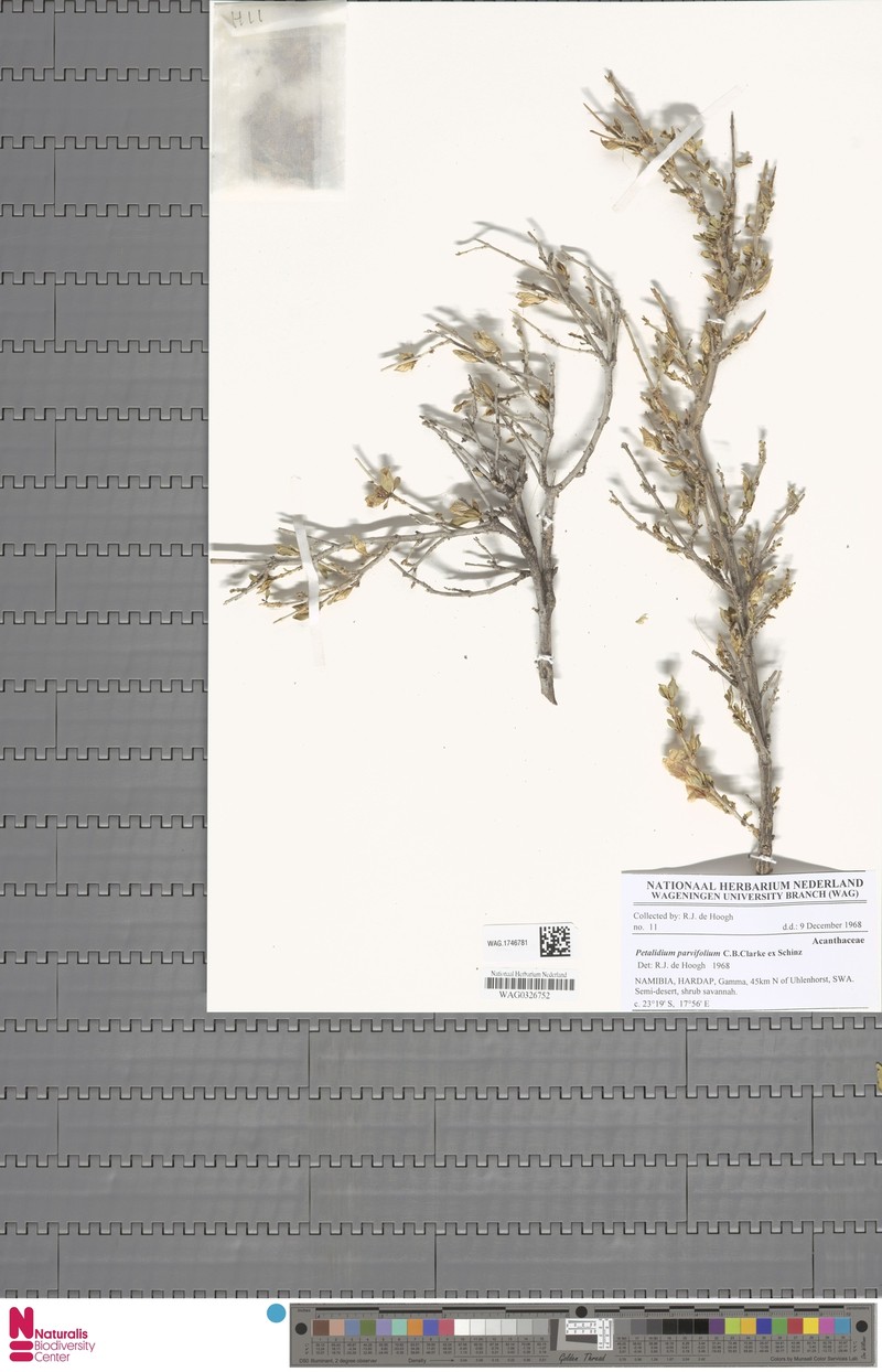 Petalidium parvifolium photo 4